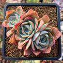 plants124.jpeg