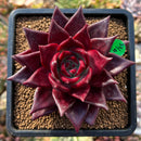 plants127.jpeg