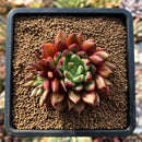 plants128.jpeg