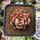 plants12.jpeg