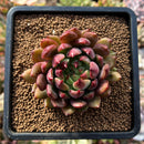 plants130.jpeg