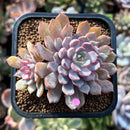 plants131.jpeg