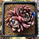plants134.jpeg