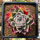 plants136.jpeg