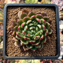plants139.jpeg