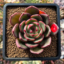 plants140.jpeg