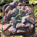 plants142.jpeg