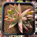 plants143.jpeg