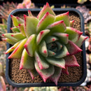 plants144.jpeg