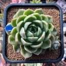 plants148.jpeg