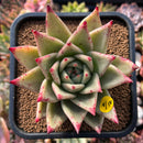 plants149.jpeg