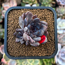 plants15.jpeg