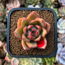 plants18.jpeg