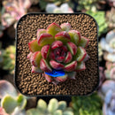 plants1.jpeg