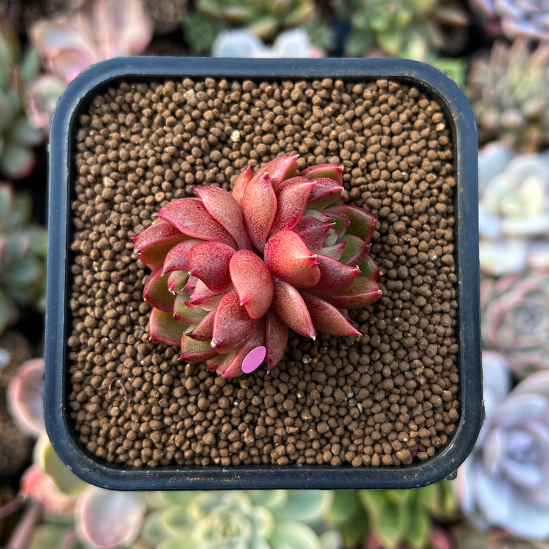 red succulents plants Echeveria 'Red Eye' 1"-2" New Hybrid Succulent Plant – True Succulents Plant Co