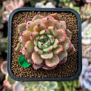plants22.jpeg