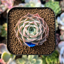 plants24.jpeg