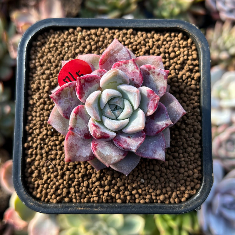white and pink succulent Echeveria 'Pink Spot' 1" Succulent Plant