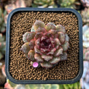 plants26.jpeg