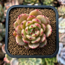 plants28.jpeg