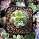 plants29.jpeg