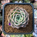 plants2.jpeg