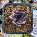 plants31.jpeg