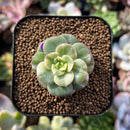 plants33.jpeg