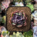 plants34.jpeg