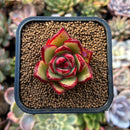 plants36.jpeg