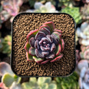 plants37.jpeg