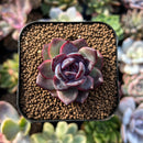 plants39.jpeg