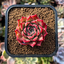 plants40.jpeg