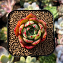 plants41.jpeg
