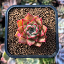 plants42.jpeg