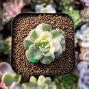 plants44.jpeg