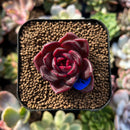 plants45.jpeg