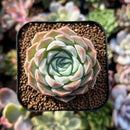 plants47.jpeg