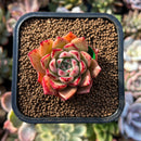 plants48.jpeg