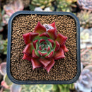 plants49.jpeg