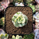 plants51.jpeg