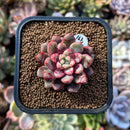 plants52.jpeg