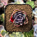 plants54.jpeg