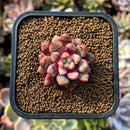 plants55.jpeg