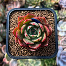 plants57.jpeg