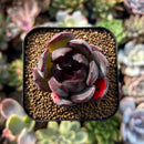plants58.jpeg