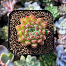 plants59.jpeg