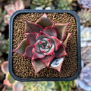 plants5.jpeg