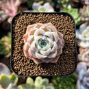 plants60.jpeg