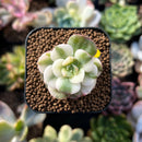 plants61.jpeg